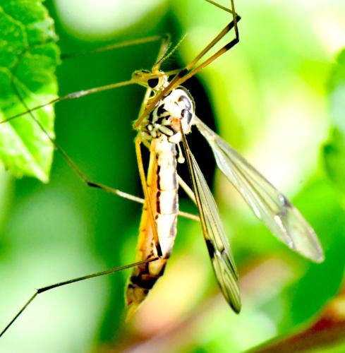 Nephrotoma quadrifaria